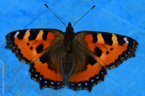 Foto Small tortoiseshell on a wallflower in summer