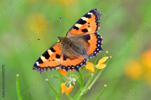 Valokuva Small tortoiseshell on a wallflower in summer
