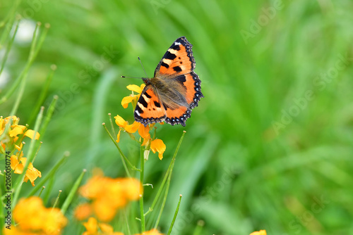 Canvas-taulu Small tortoiseshell on a wallflower in summer