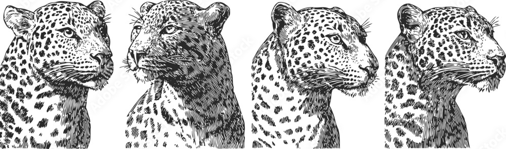Fototapeta premium leopard head sketches wild animal detailed black and white illustrations set