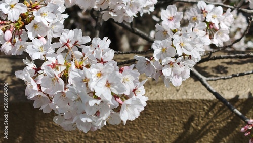 Fotografie 桜の花
