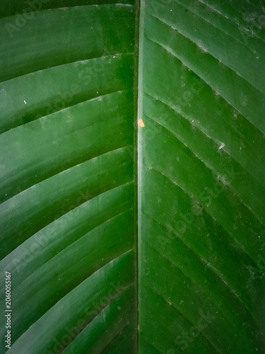 Close up of green leaf texture background of strelitzia nicolai plant with nature and environment concept.