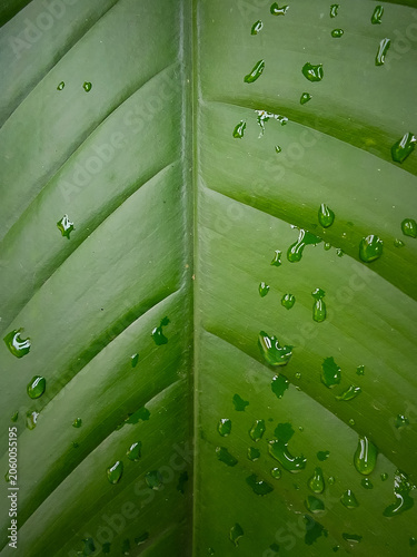Close up of green leaf texture background of strelitzia nicolai plant with nature and environment concept.