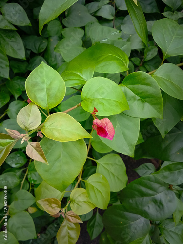 Pink bougainvillea flowers blooming in the garden.