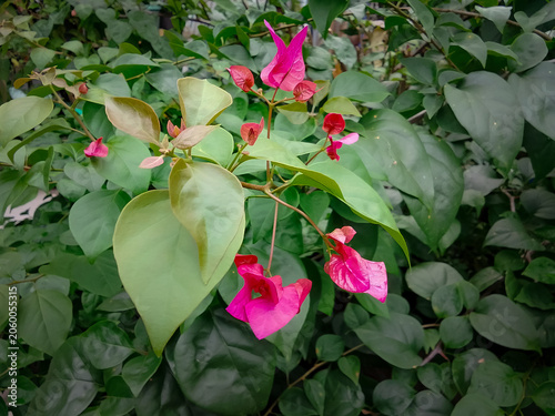 Pink bougainvillea flowers blooming in the garden.
