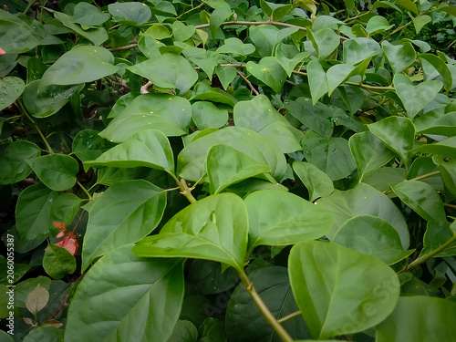 Green foliage background of Bougainvillea plant in the garden