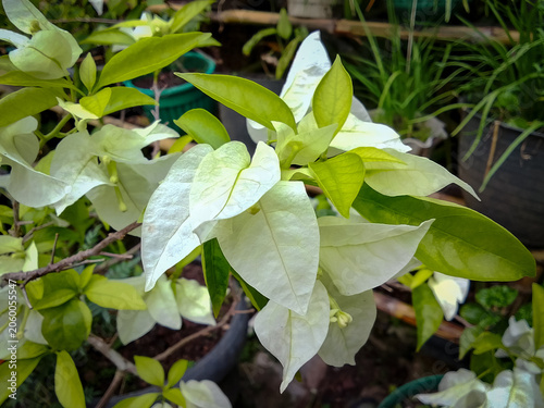 White bougainvillea flower in the garden with green leaves