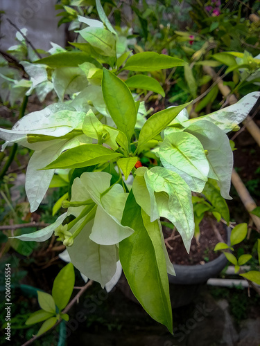 White bougainvillea flower in the garden with green leaves