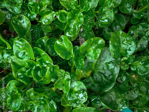 Close-up background view of Alternanthera sissoo leaves in the garden
