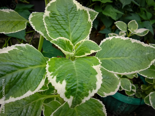 Close up of Coleus aromaticus Benth houseplant in garden with selective focus.