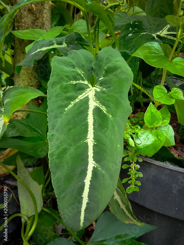 Close up of Syngonium wendlandii houseplant in garden with selective focus.