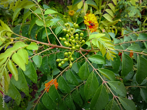 Close-up view of the fruit of the Murraya koenigii plant with green leaves next to it.