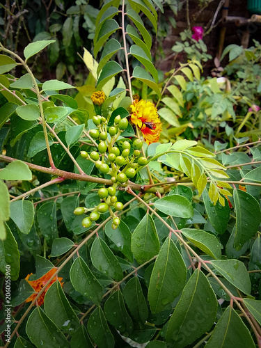 Close-up view of the fruit of the Murraya koenigii plant with green leaves next to it.