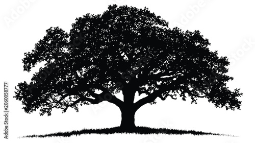 Oak tree silhouette with full leaves displays a robust and healthy canopy that serves as a versatile graphic element for environmental or landscaping design projects.