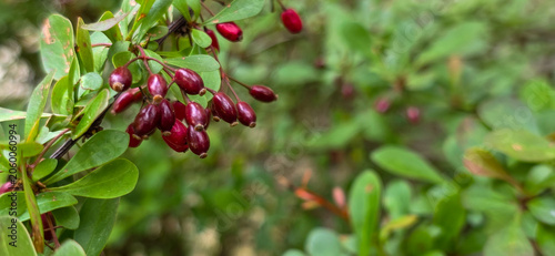 Fotografía Panoramic close-up of ripe red barberry berries growing on a green bush branch