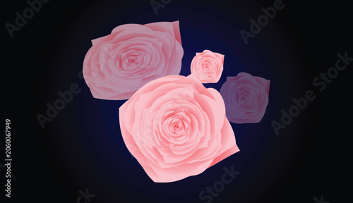 close up shot of a pink rose on black background.