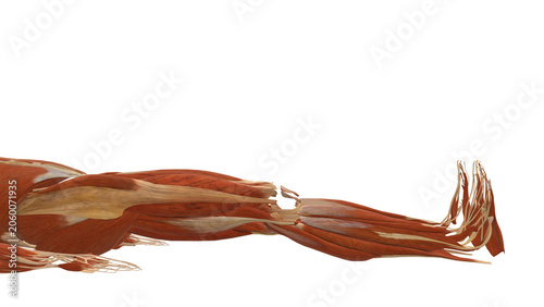 Canvas Print Muscle Closeup Supine Active Knee Extension Dorsiflexion Alpha
