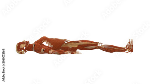 Foto Muscle Profile Supine Bilateral Knee Extension Mask Alpha