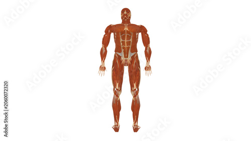 Cuadro en lienzo Muscle Top View Supine Bilateral Knee Extension Isolated Alpha