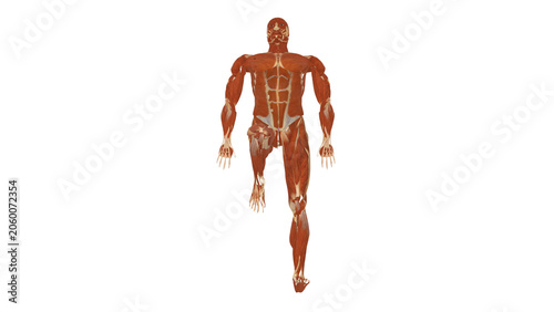 Foto Muscle Top View Supine Unilateral Knee Flexion Mask Alpha