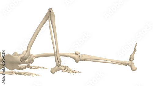 Photography Skeleton Closeup Supine Unilateral Knee Flexion Isolated Alpha