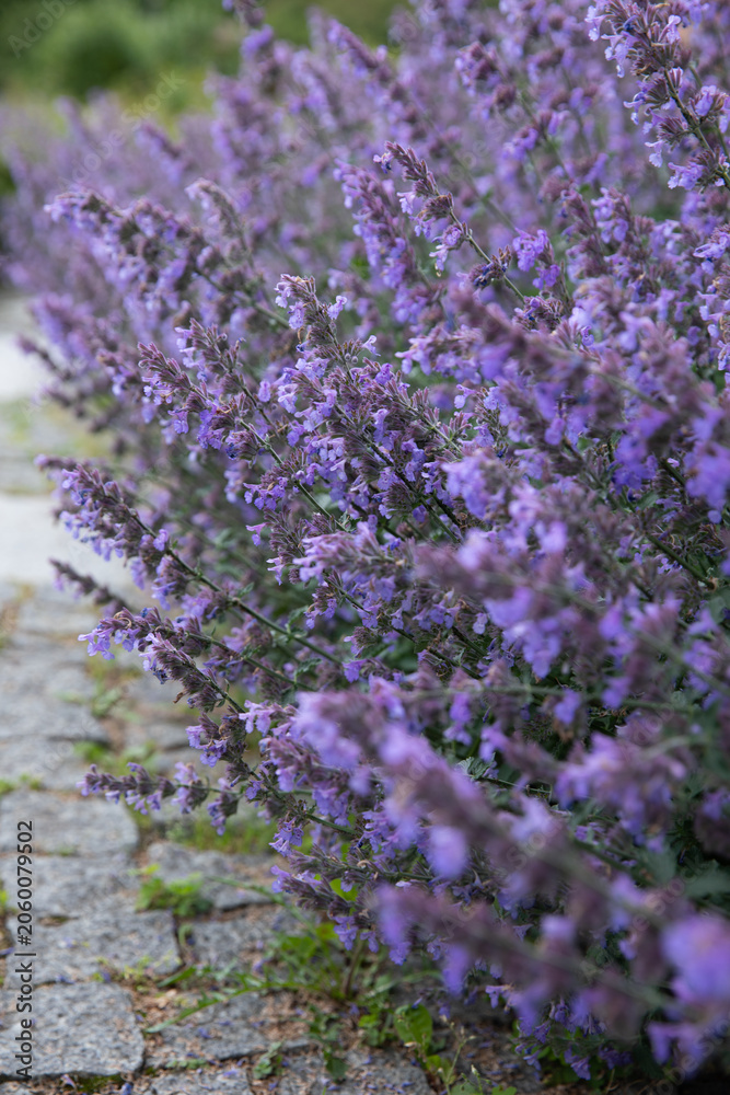 Obraz premium A lush close-up showcase of Catmint (Nepeta faassenii) heavily blooming with vibrant violet and lavender flowers along a historic stone pavement path. The frame captures the detailed texture 