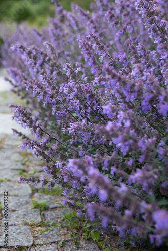 A lush close-up showcase of Catmint (Nepeta  faassenii) heavily blooming with vibrant violet and lavender flowers along a historic stone pavement path. The frame captures the detailed texture 