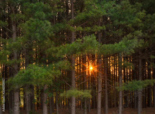 Sunrise creating startburst through a forest of Leyland pines in Virginia, USA