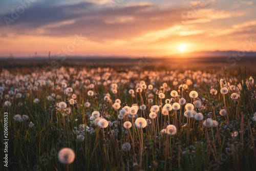 Field of dandelions at sunset, warm light and clouds parting on the horizon
