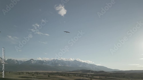 Aerial tracking shot of crane bird flying over steppe against dense forest and high mountains with snowy peaks. Wildlife chase. RAW flat profile uncorrected video footage.