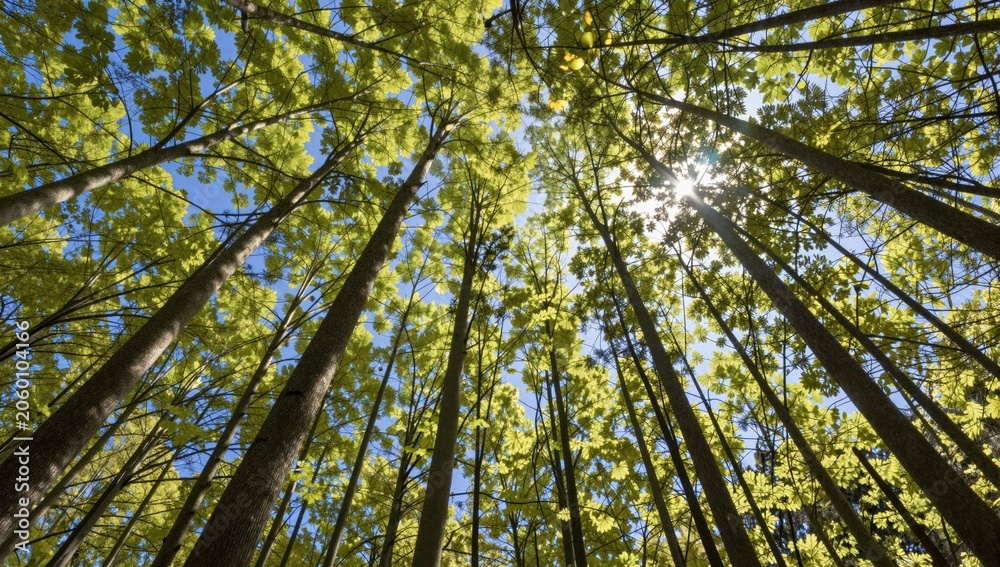 Fototapeta premium trees in the forest
