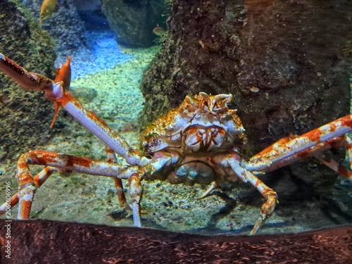 A massive Japanese spider crab (Macrocheira kaempferi) displaying its long legs on the sandy floor of a deep marine aquarium.