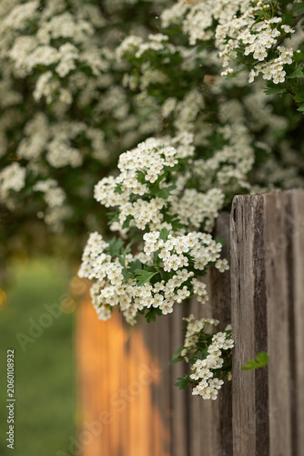 A photograph of a flowering hawthorn in spring.