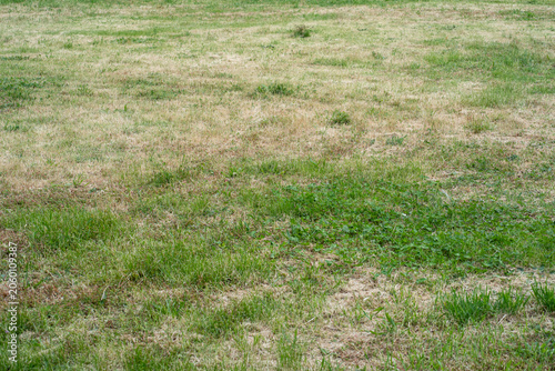 Cuadro en lienzo Patchy green lawn with dry grass spots