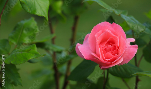 A pink rose blossom against a natural green background, with space for text. Macro photography, widescreen.