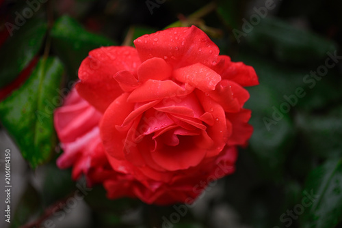 A red rose blossom with raindrops against a natural green background, with space for text. Macro Photography.