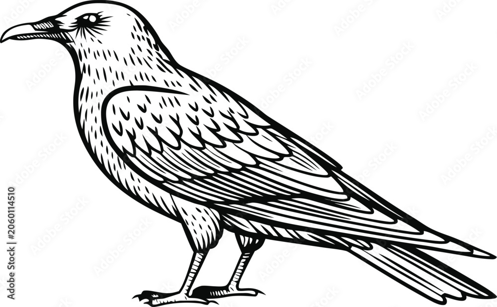 Fototapeta premium Black and white vector illustration of a raven standing in profile isolated on white background for graphic design projects and nature themed artistic compositions