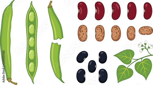 Fotografi Bean collection featuring green pods, kidney beans, pinto beans, black beans and