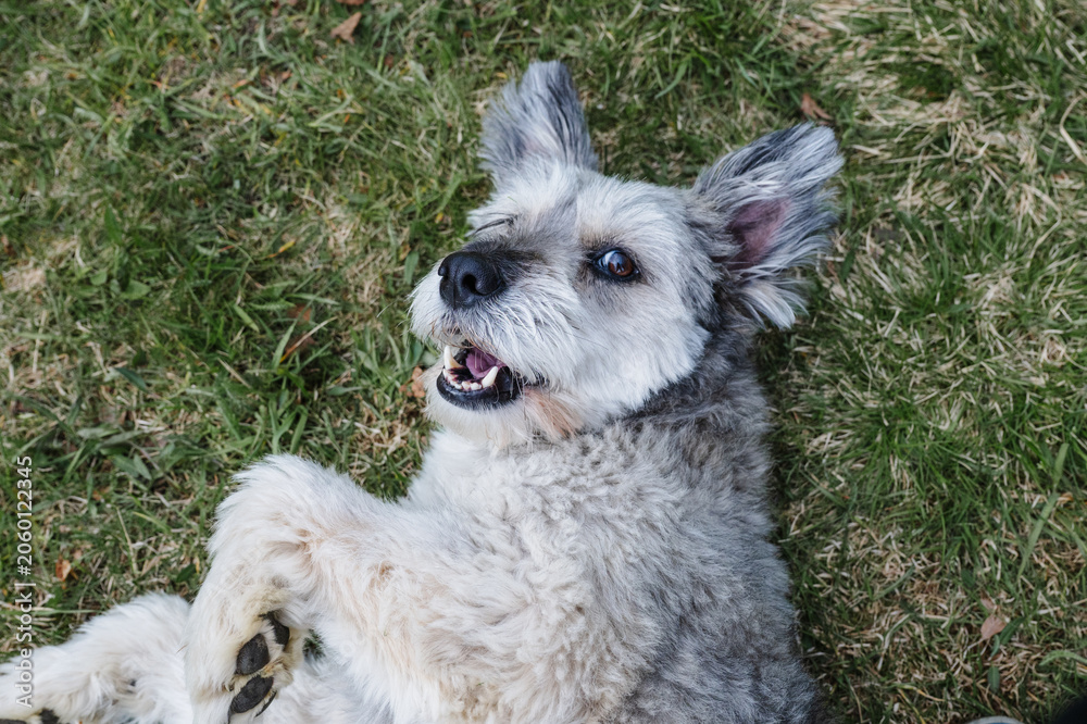 Fototapeta premium playful small dog lying on grass showing teeth during outdoor playtime
