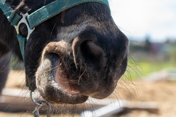 Close-up of a dark brown horse's face with visible nostrils, open chewing mouth, and green harness straps, capturing a candid feeding moment with detailed textures for equestrian lifestyle photography
