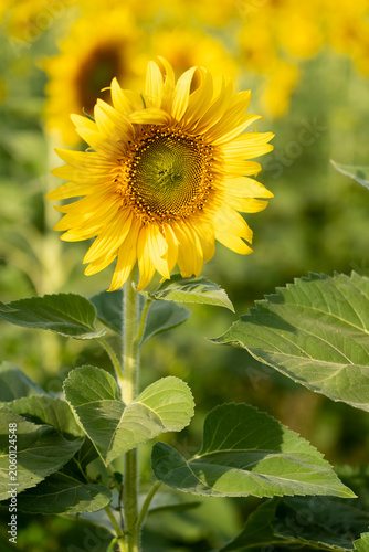 Beautiful yellow color sunflower in the agriculture farm background