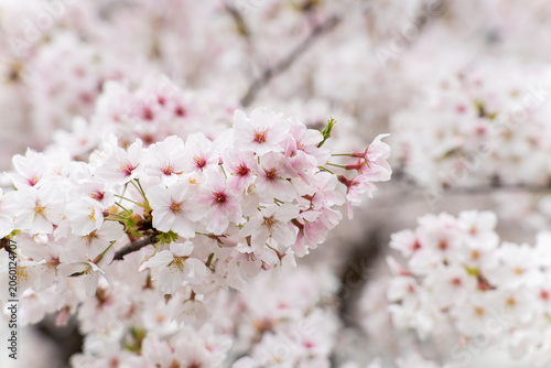 Closed up background of pink white color flower sakura (cherry) blossom