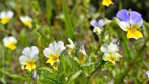 Konstfotografi Viola tricolor flowers, which are edible when fresh, are also highly prized once dried for their medicinal properties
