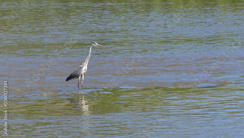 Foto The Ardea purpurea, purple heron, standing in the middle of the river, focused on its fishing technique