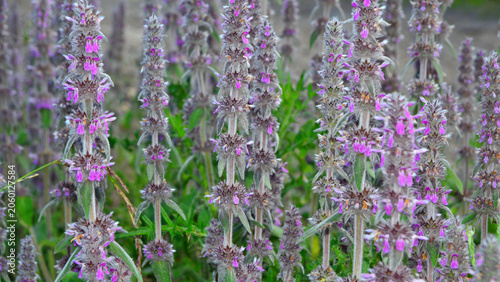 Springtime: flowering plants of downy Stachys germanica, prized by many for its well-known medicinal properties.