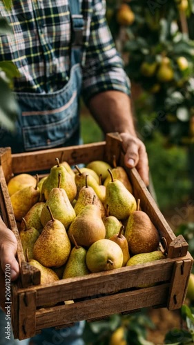farmer holding a box of pears,farm,harvest,crop