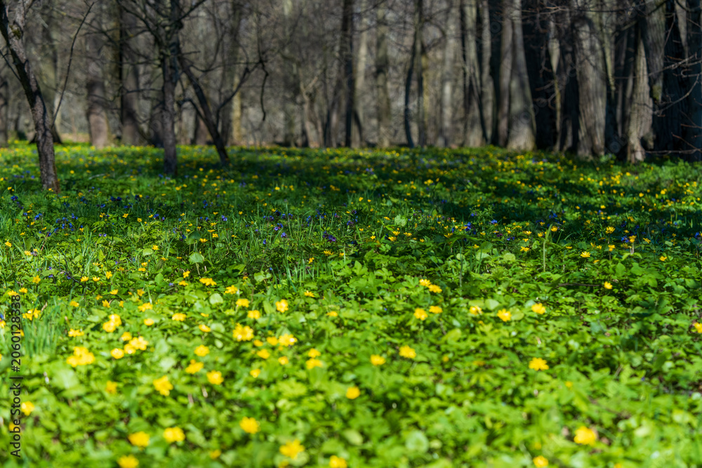 Obraz premium A spring forest glade covered with bright yellow flowers, probably verna ficaria, creates a vivid contrast with the fresh greenery of leaves and forest trees for decorating nature calendars. 