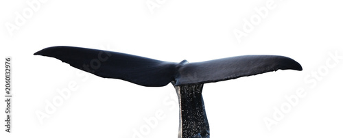 Whale knife