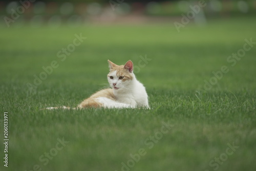 Fotografi A cute feline cat lying down in the grassfield