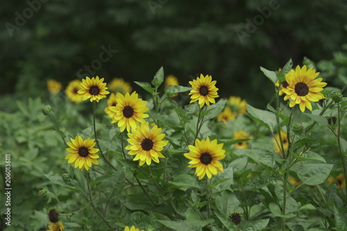 Bush with sunflowers growing during the summer time